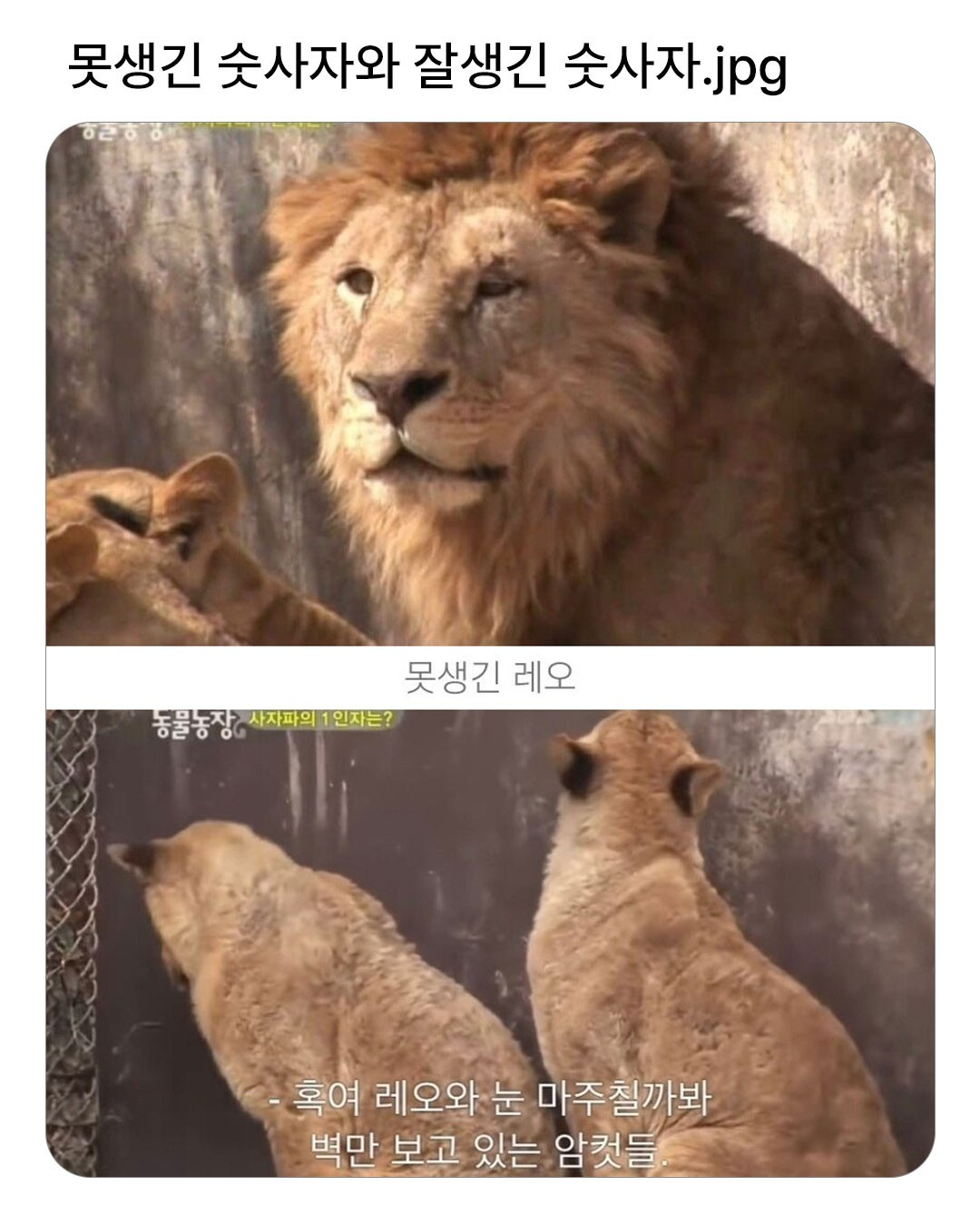 못생긴 숫사자와 잘생긴 숫사자 | 인스티즈