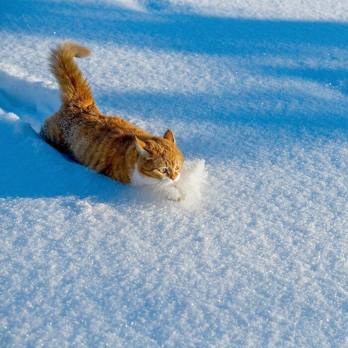 러시아 고양이 .jpg | 인스티즈