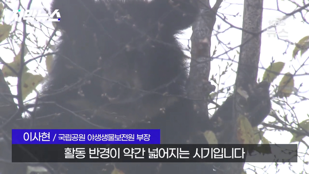 스압)지리산 반달가슴곰, 양봉 농가 꿀 빼먹었다 | 인스티즈