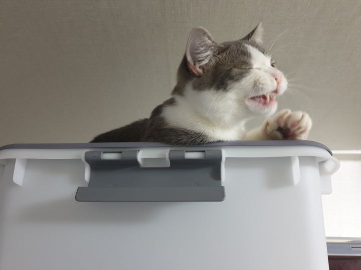 사람만큼 다양한 표정을 짓는 고양이 | 인스티즈