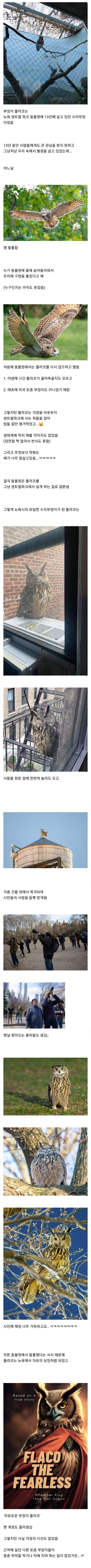 13년간 갇혀 살다가 동물원을 탈출해 자유를 얻은 부엉이 이야기 | 인스티즈