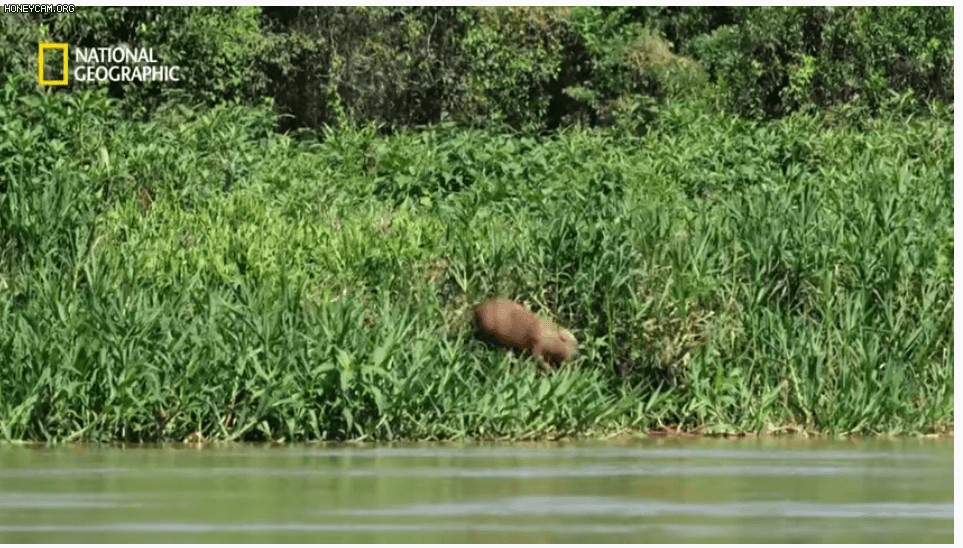 야생 카피바라가 천적인 재규어를 피하는 방법 | 인스티즈