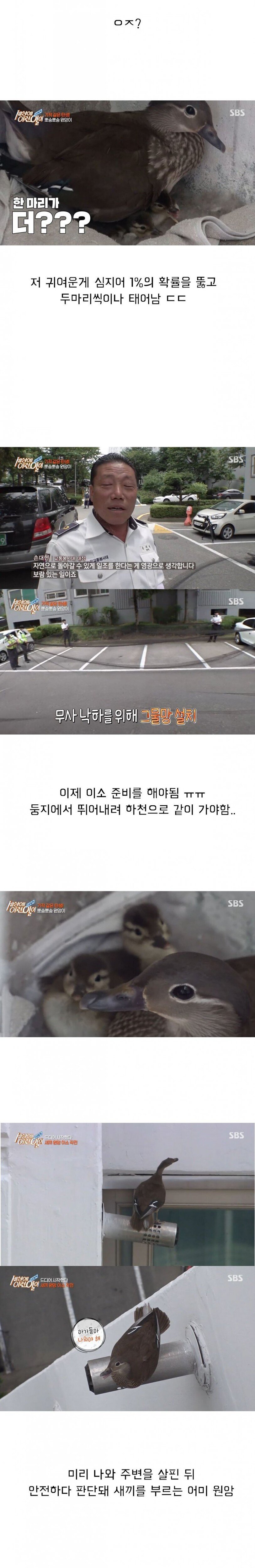 [세상에이런일이] 원앙 새끼 부화 시키기 레전드 ㄷㄷㄷ | 인스티즈