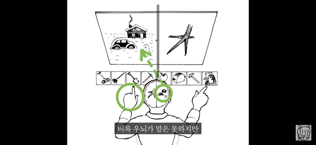 (스압)분리 뇌 실험 | 인스티즈
