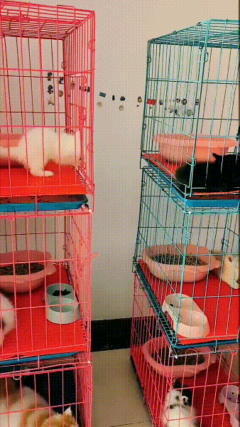옆집에 놀러가는 새끼냥이 | 인스티즈
