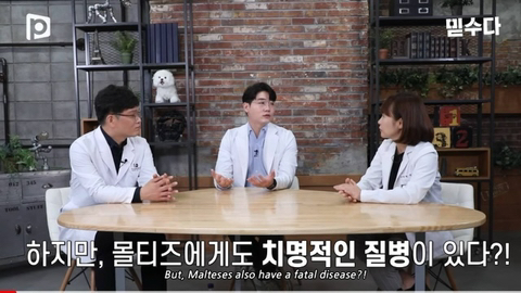 국내 소형견이 유독 슬개골 탈구가 많은 이유 | 인스티즈
