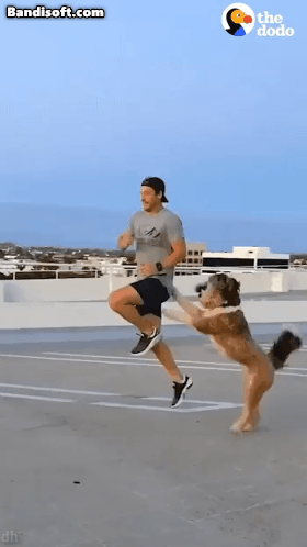 주인이랑 좋은 곳 다 가보는 댕댕이.gif | 인스티즈