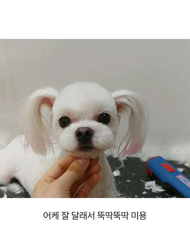 어느 애견미용사의 은밀한 취미 | 인스티즈