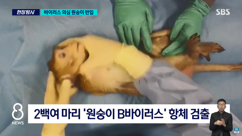 바이러스 의심 원숭이 반입 뉴스 | 인스티즈