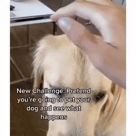 댕댕이 쓰다듬는척 하기 .gif | 인스티즈