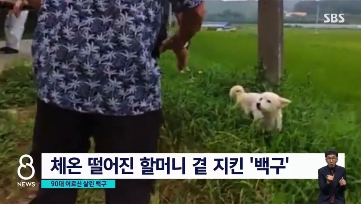 실종된 90대 할머니 살린 댕댕이 | 인스티즈