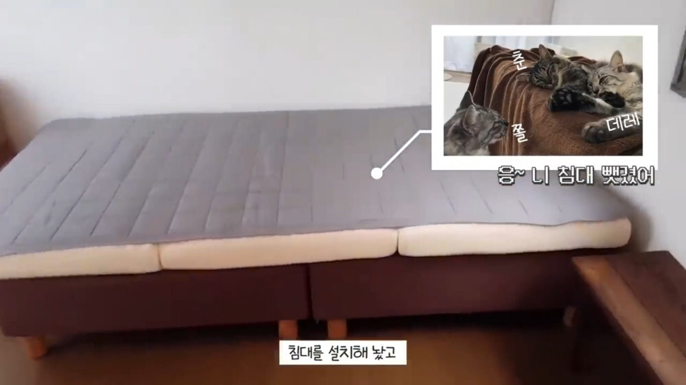 [스압주의] 일본인 캣맘 유튜버 2편 - 3천만원짜리 고양이 집 지음 | 인스티즈