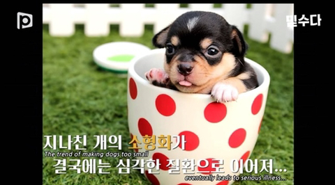 국내 소형견이 유독 슬개골 탈구가 많은 이유 | 인스티즈