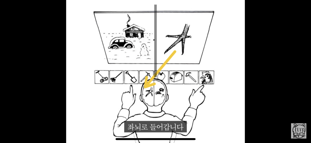 (스압)분리 뇌 실험 | 인스티즈