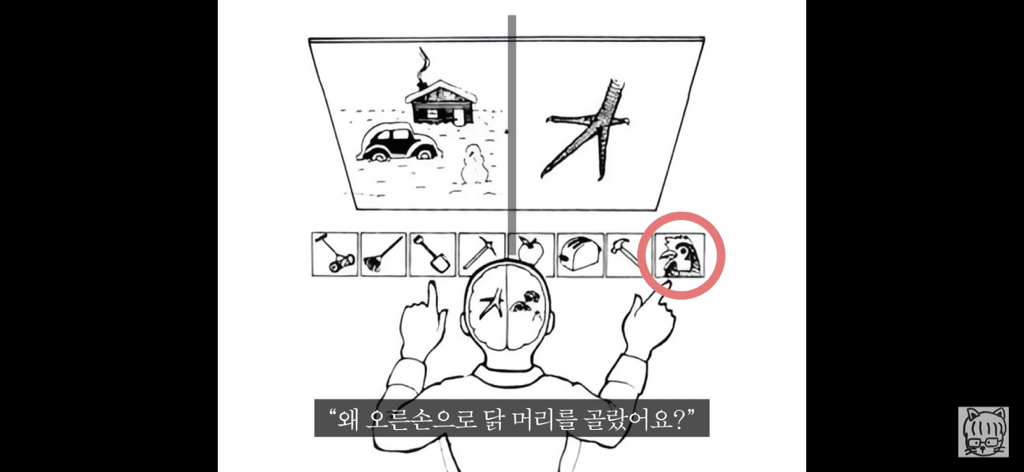 (스압)분리 뇌 실험 | 인스티즈