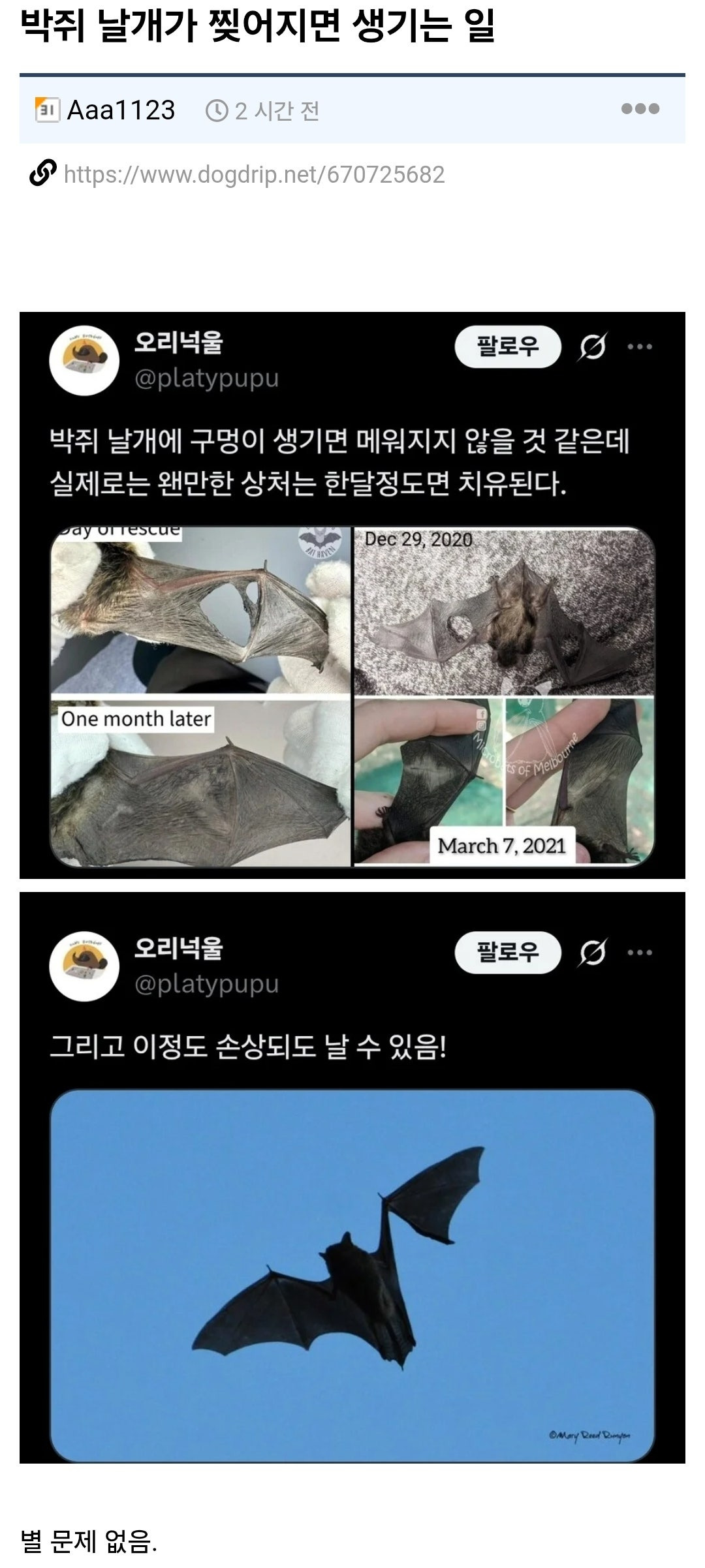 박쥐 날개가 찢어지면 생기는 일 | 인스티즈