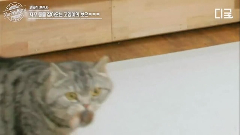 개랑 고양이 같이 키우는 집에서 방송하다 사고나서 깜짝 놀란 강형욱 | 인스티즈