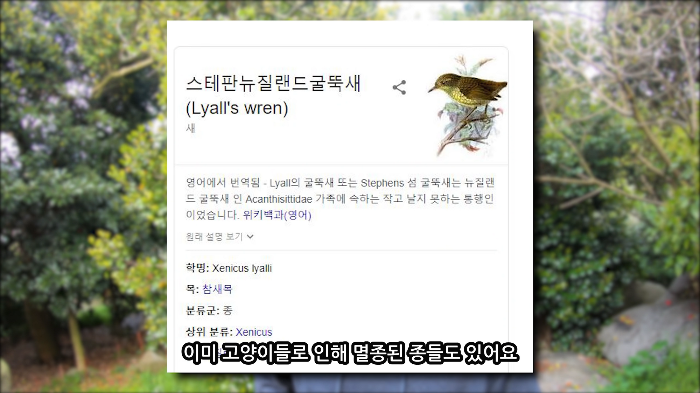 [사진100장스압] 고양이가 자연생태계에 끼치는 심각한 영향 | 인스티즈