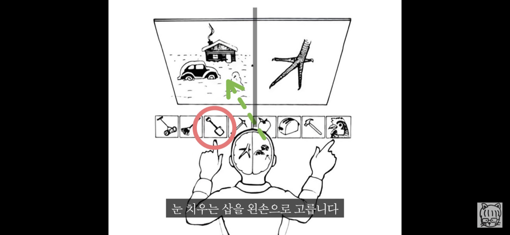 (스압)분리 뇌 실험 | 인스티즈