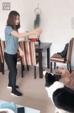 보더콜리와 골댕이 차이 | 인스티즈