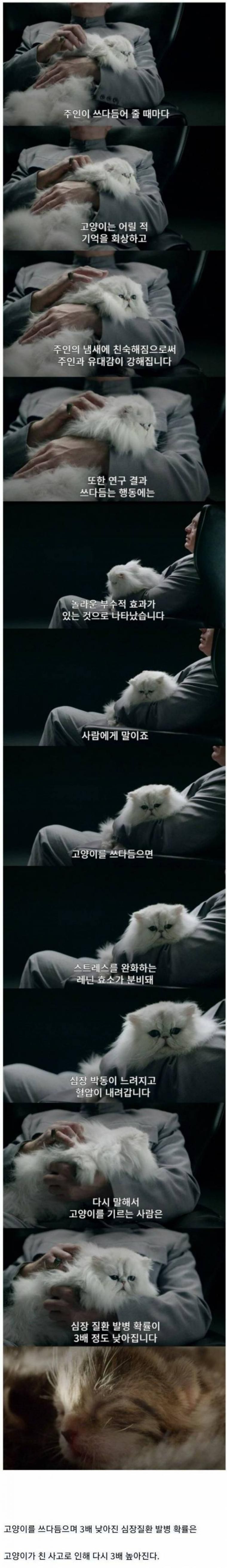 고양이 쓰다듬기 과학적 사실.jpg | 인스티즈