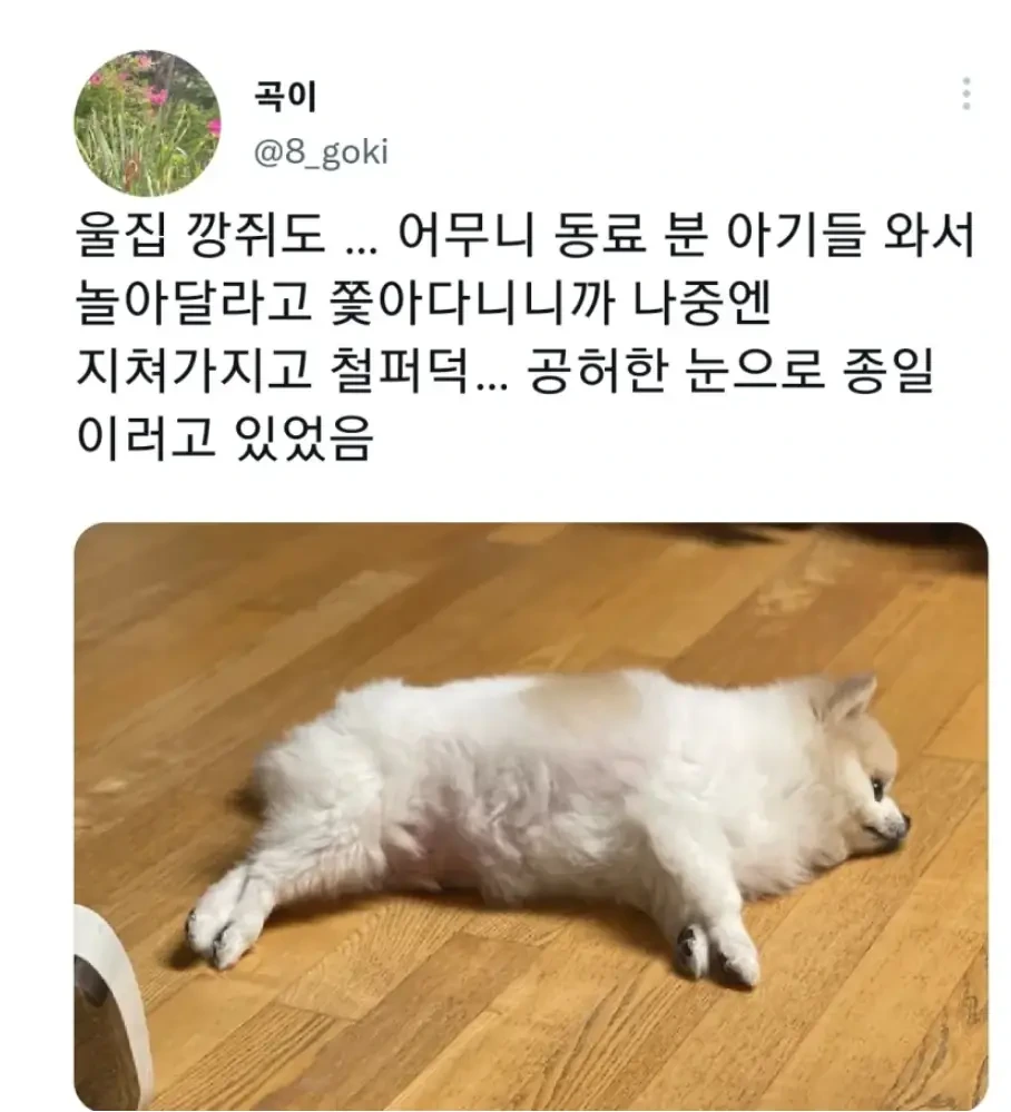 명절 주인보다 먼저 지친 강아지 | 인스티즈