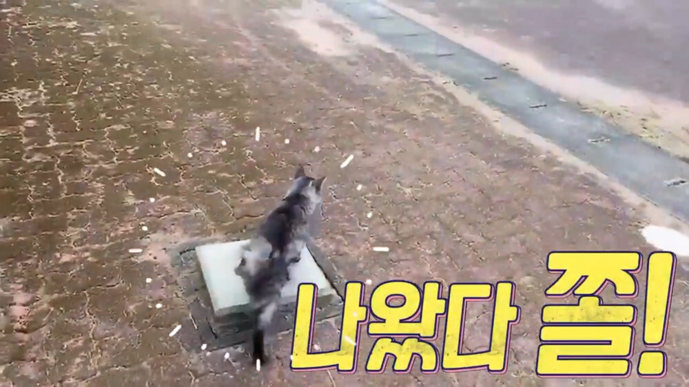 [스압주의] 일본인 캣맘 유튜버 2편 - 3천만원짜리 고양이 집 지음 | 인스티즈