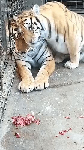 호랑이 부부 | 인스티즈