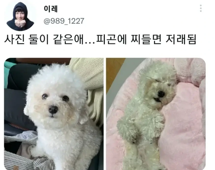 명절 주인보다 먼저 지친 강아지 | 인스티즈