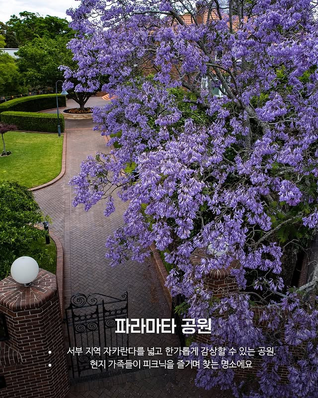 호주의 벚꽃 자카란다 | 인스티즈