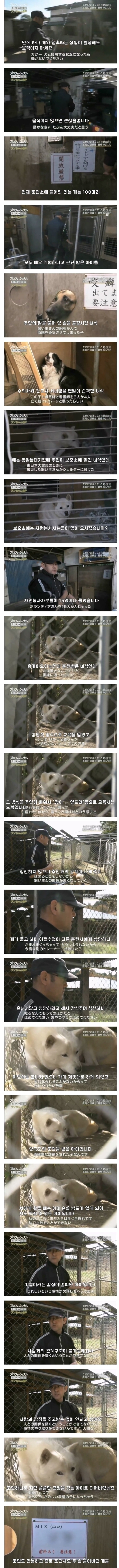 폭행 훈육 시바견 근황 | 인스티즈