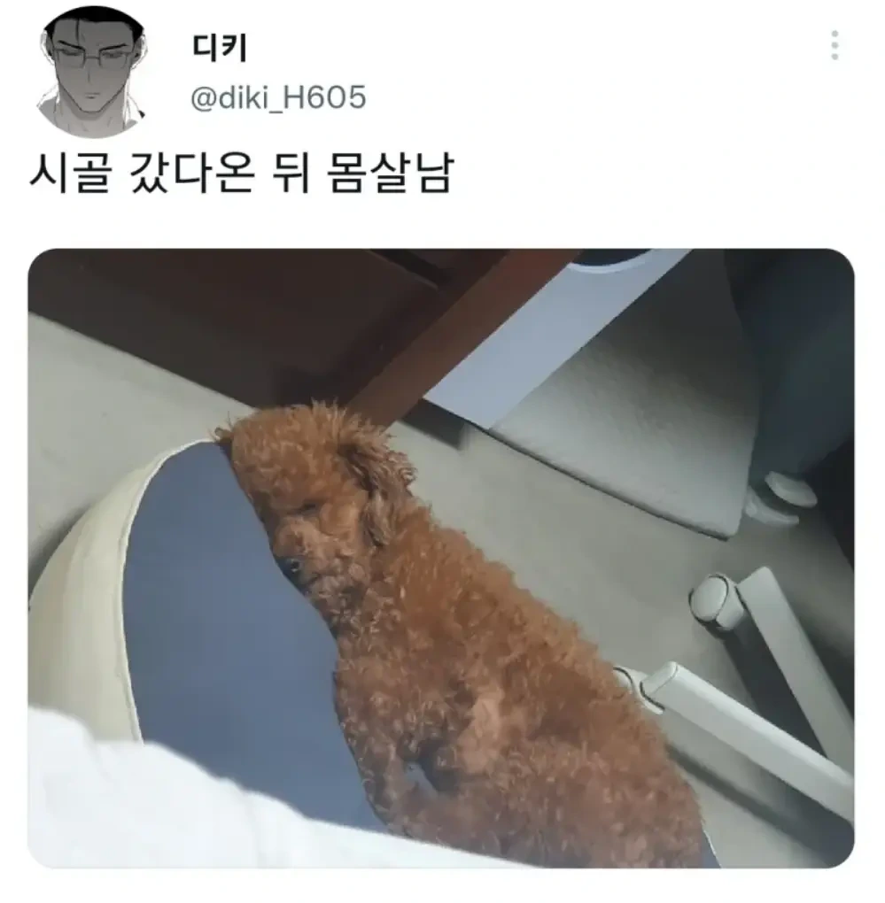 명절 주인보다 먼저 지친 강아지 | 인스티즈