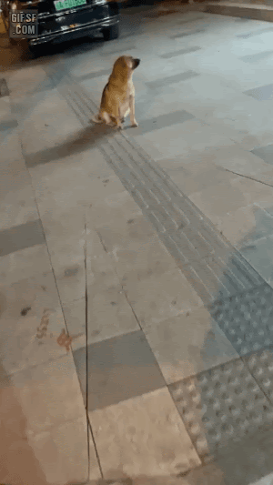 불쌍한 표정짓는 댕댕이 | 인스티즈