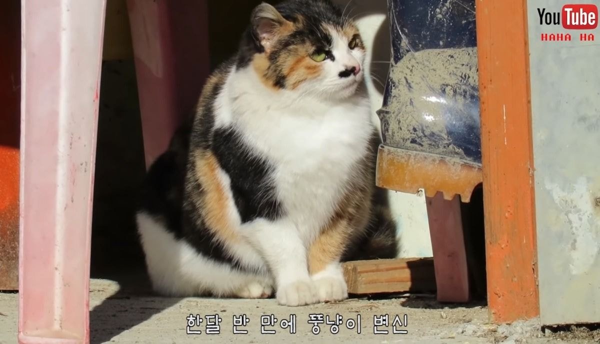 [hahaha] 아기 삼색냥이 인생 최대의 도박 | 인스티즈