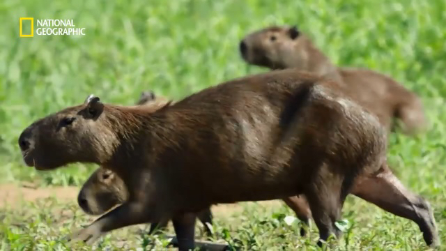 야생 카피바라가 천적인 재규어를 피하는 방법 | 인스티즈