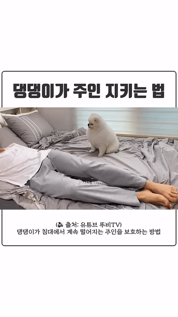 침대에서 자꾸 떨어지는 주인을 본 댕댕이의 반응.gif | 인스티즈