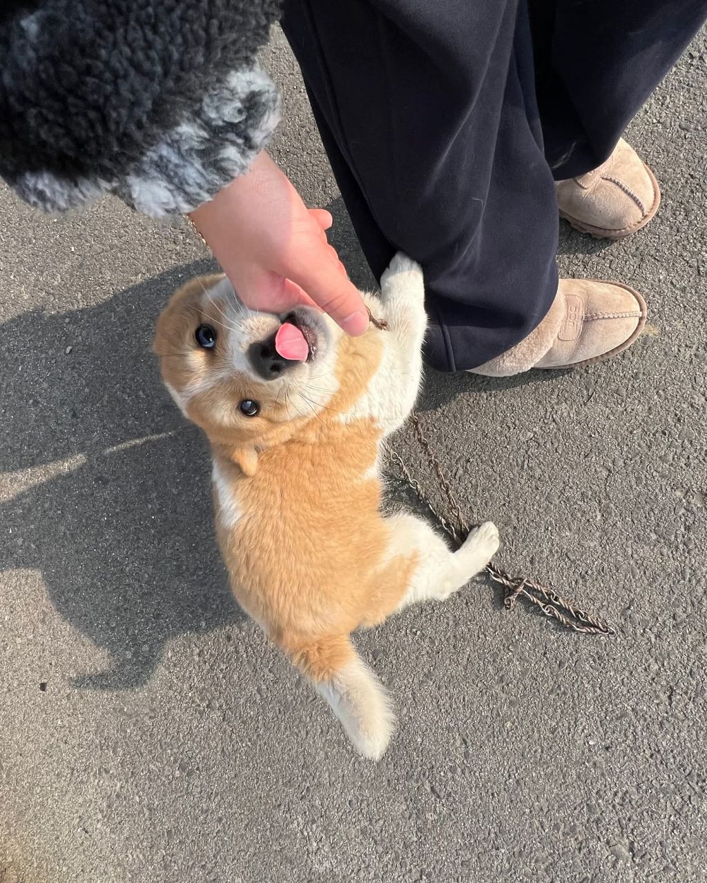 할머니집 시골개 산책시켜줌 | 인스티즈