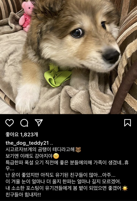 귀엽다고 난리난 배우 이기우가 입양한 유기견.jpg | 인스티즈