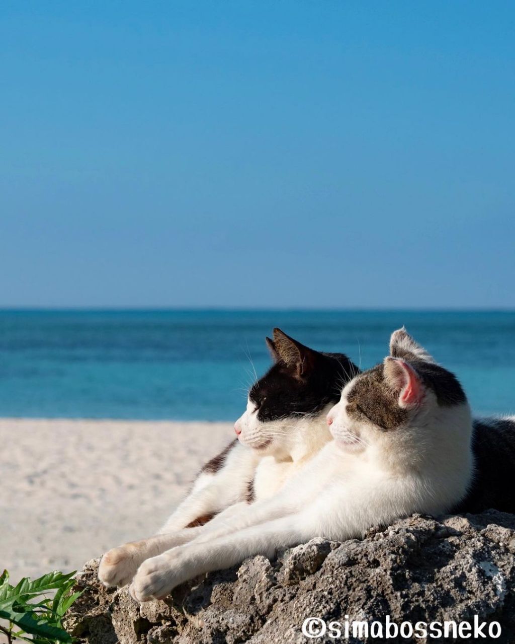 짝지어다니는 섬고양이들 | 인스티즈