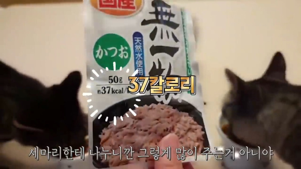 [스압주의] 일본인 캣맘 유튜버 2편 - 3천만원짜리 고양이 집 지음 | 인스티즈