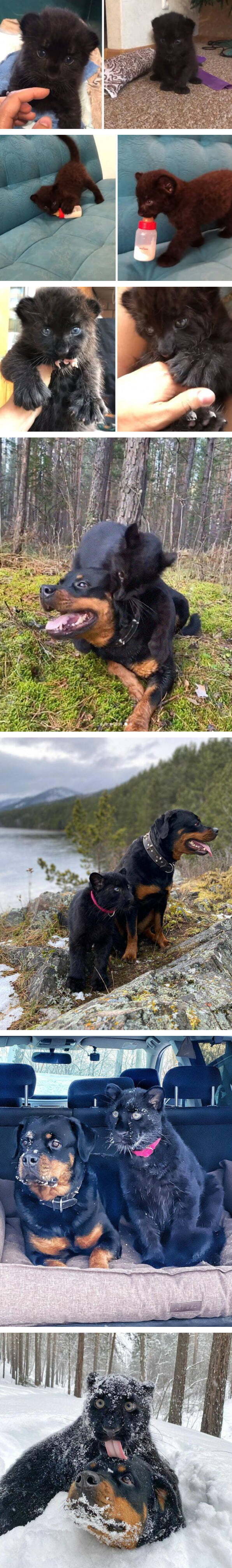 러시안 길냥이 줍줍후기 | 인스티즈