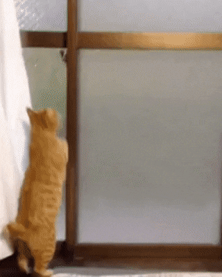 문 여는 고양이 .gif | 인스티즈