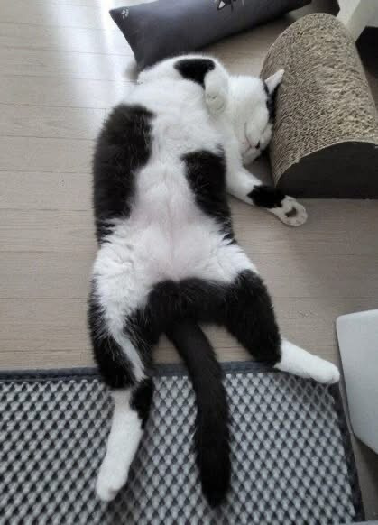 길고양이 주운 후기 | 인스티즈