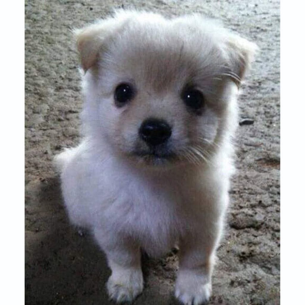 다른집에 분양보냈던 강아지가 집까지 찾아왔네요 | 인스티즈