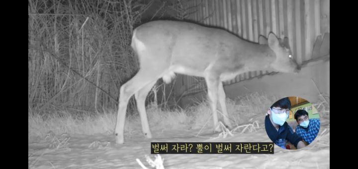 도로 위 야생동물 생태통로를 이용하는 동물들.jpg | 인스티즈