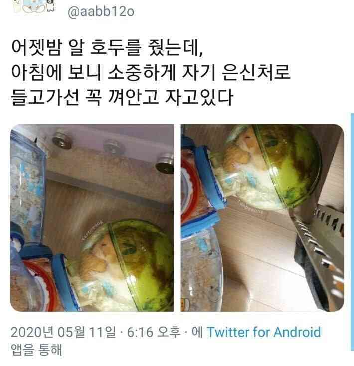 햄스터에게 준 호두 한알 | 인스티즈