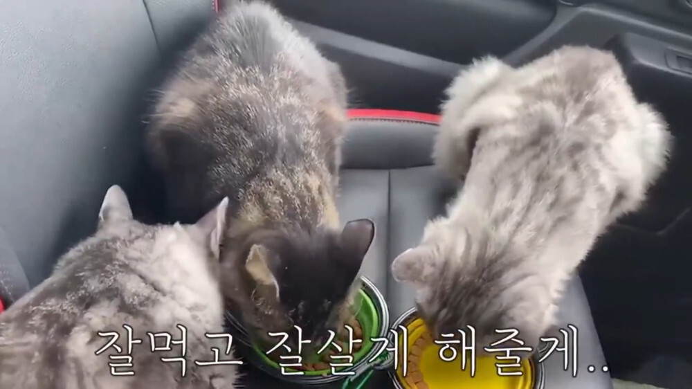 [스압주의] 일본인 캣맘 유튜버 2편 - 3천만원짜리 고양이 집 지음 | 인스티즈