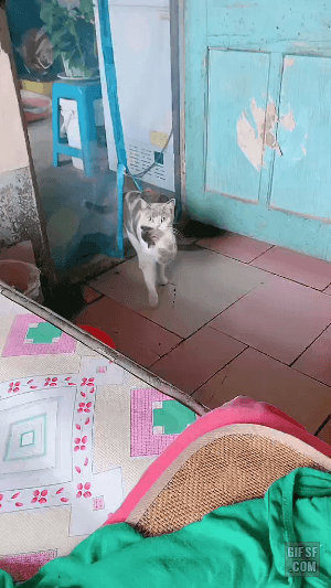 자리에서 이탈한 새끼냥 데려오는 어미 고양이 | 인스티즈