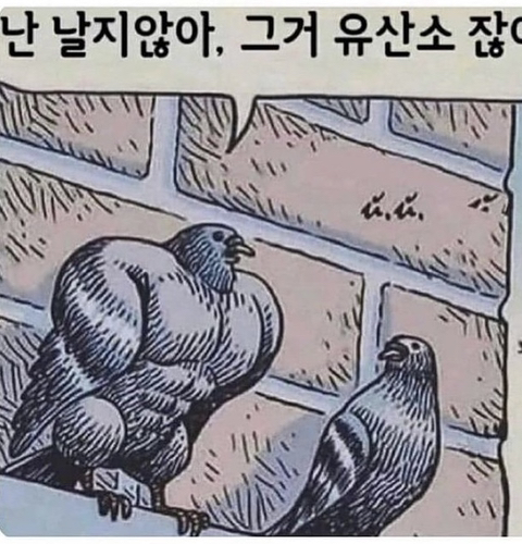 요즘 비둘기가 날지 않는이유 | 인스티즈