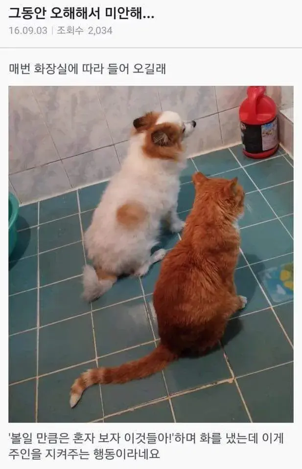 반려동물이 화장실에 따라 들어오는 이유.jpg | 인스티즈
